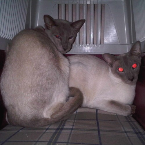 Square_rosie__willow