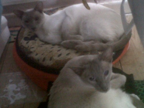 Img00132-20110116-1329