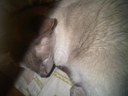 Img00860-20110104-1358