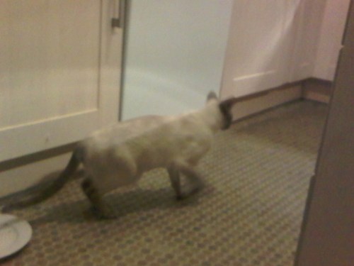 Img00874-20110106-2214