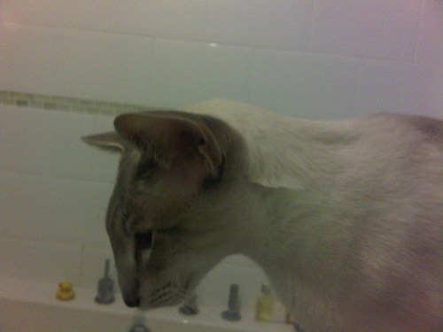 Img00916-20110113-0743