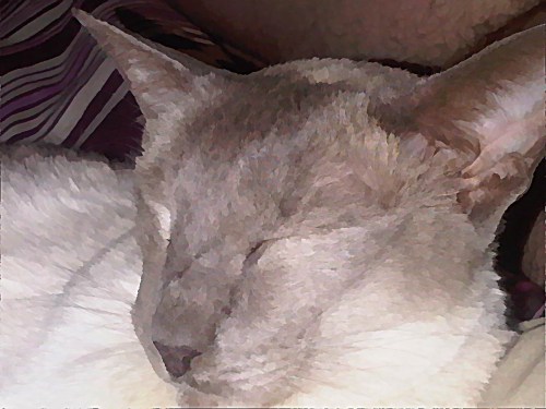 Img00982-20110130-0848_underpainting_2