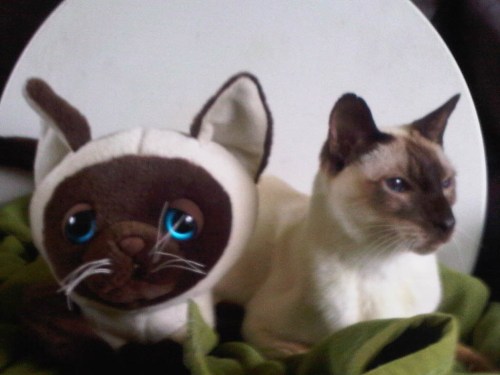 Img00991-20110130-1228