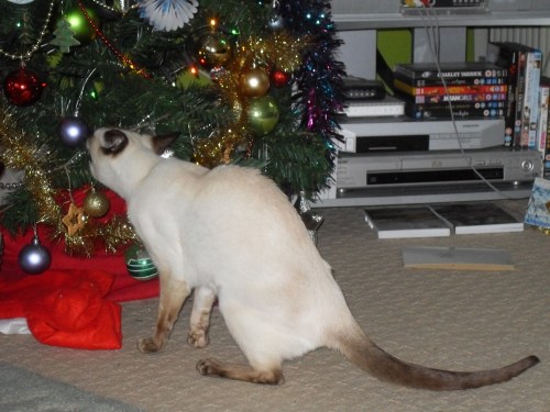 Malty_eating_the_christmas_tree