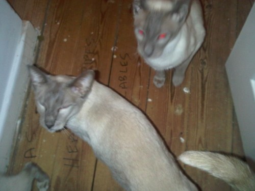 Img01027-20110208-1903