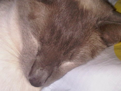 Img01070-20110213-1939