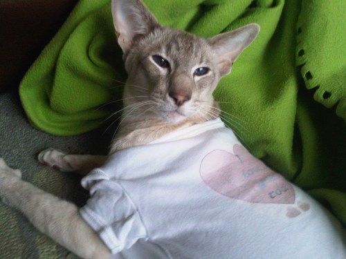 Img01074-20110219-1337