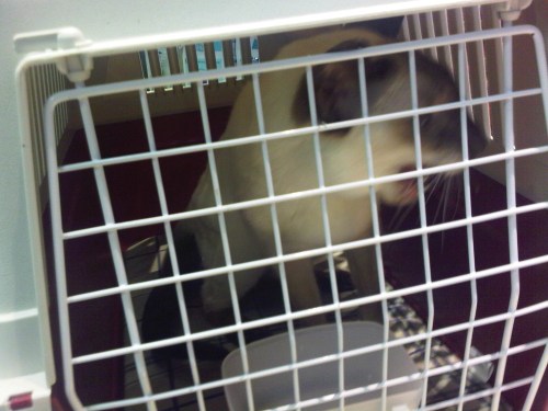 Img01130-20110225-1734