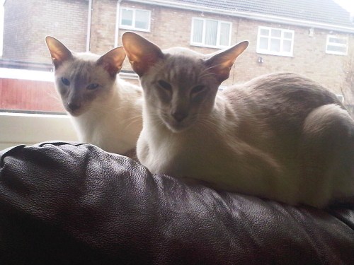 Img01138-20110226-0935