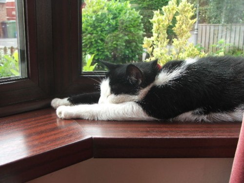 Pedro_-_clare_hampson