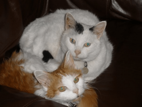 Geordie_and_ginger_-_karen_fountain