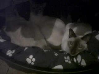 Img00161-20110303-1833