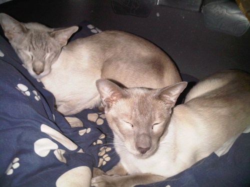 Img01218-20110320-0217