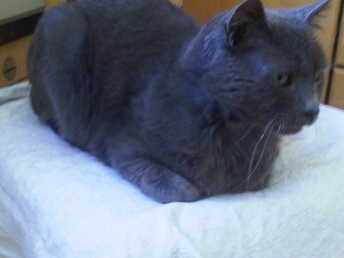 Img01232-20110321-1228