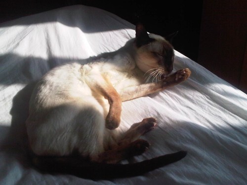 Img01470-20110327-1044