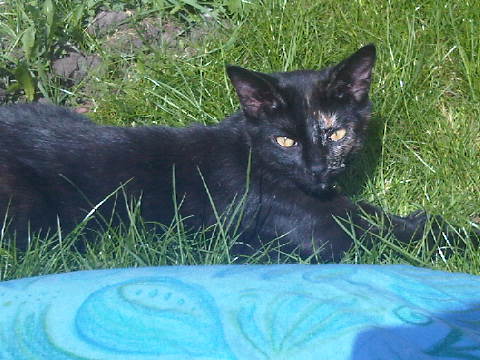 Img01568-20110417-1201