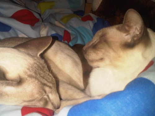 Img01614-20110421-0928