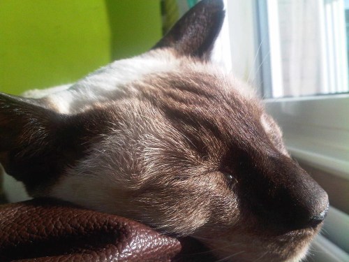 Img00452-20100831-0843