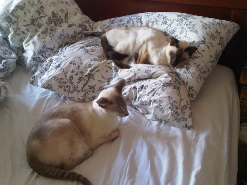 Img01764-20110522-1833