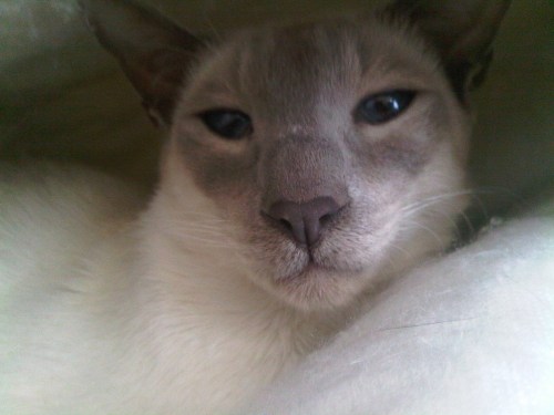 Willow_under_duvet_by_isobel