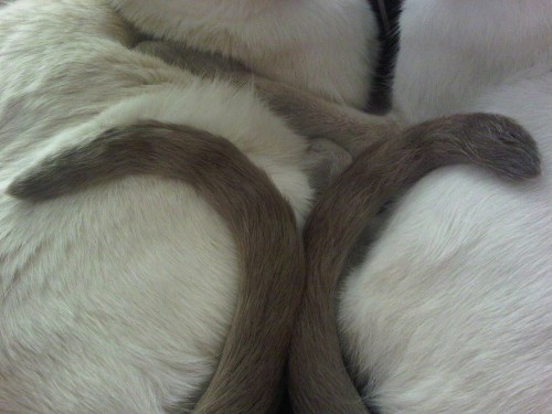 Img02065-20110619-0831