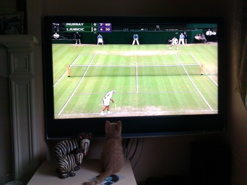 Skimbleshanks__murray