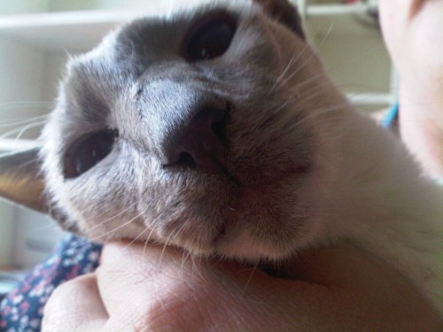 Img02154-20110628-1854