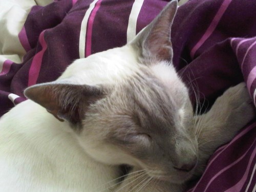 Img02170-20110702-0711