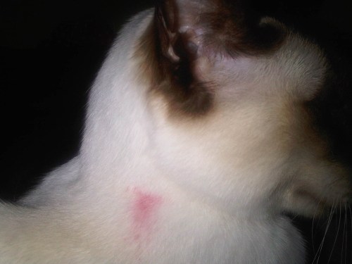 Img02252-20110709-2126