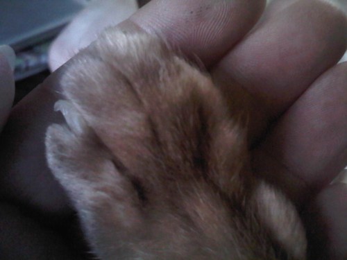 Img02273-20110714-2132