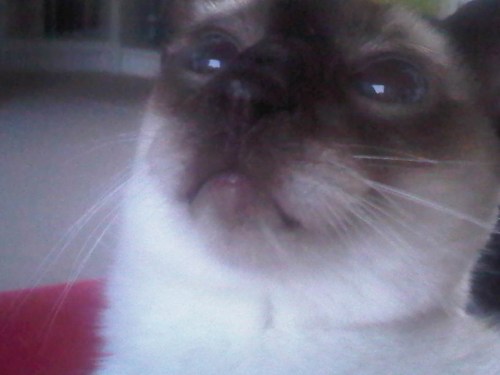 Img02362-20110723-2118