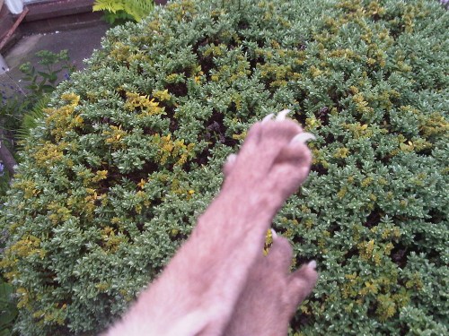 Img02405-20110726-1829