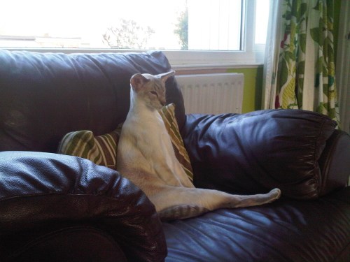 Img02451-20110730-2006