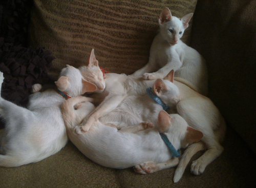 Winston__litter-mates_1