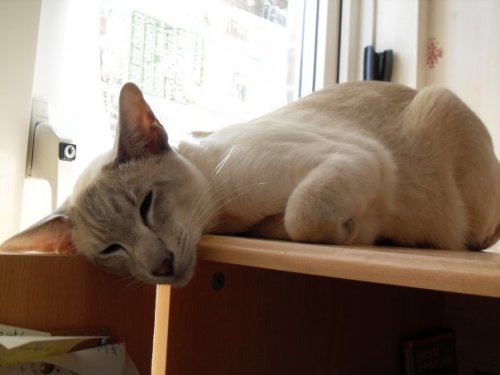 Cosmo_on_the_computer_cupboard