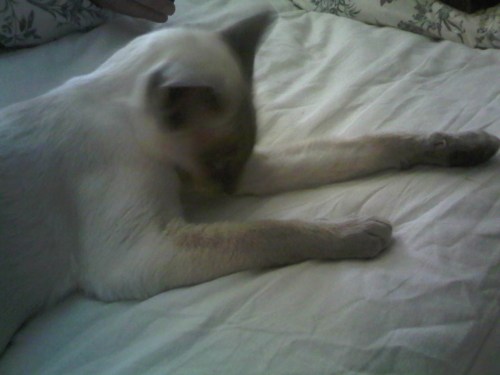 Img02463-20110802-0704