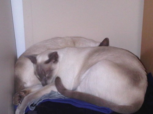 Img02473-20110803-0637