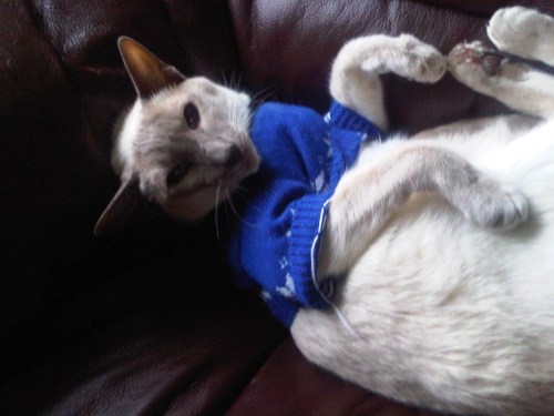 Img02497-20110806-1457