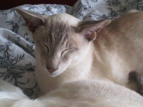 Img02512-20110807-1609