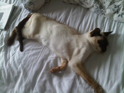 Img02524-20110812-1029