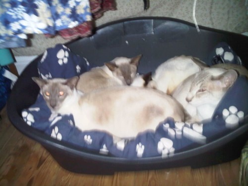 Img02578-20110826-2045