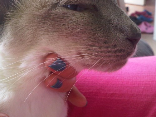 Img02587-20110828-1225