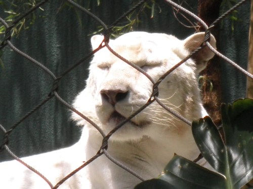 Siberian_tiger_las_vegas