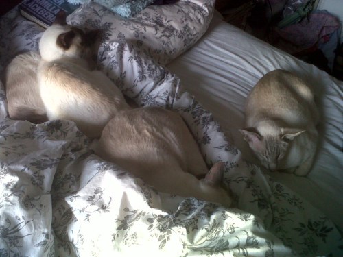 Four_kitties_together