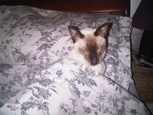 Img02596-20110901-0724