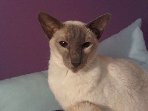 Img02674-20110909-2013