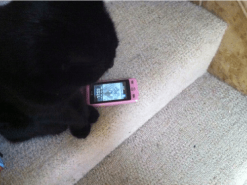 Scatty_tweeting_to_me