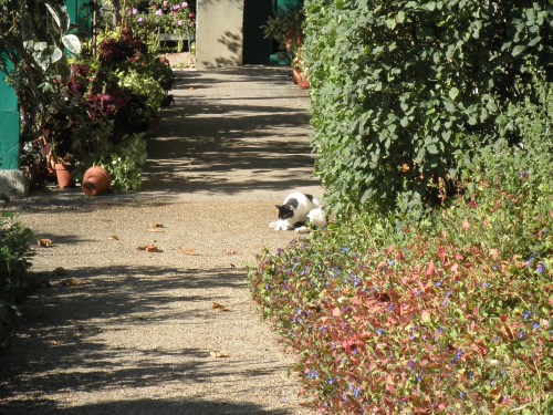 Giverny_cat