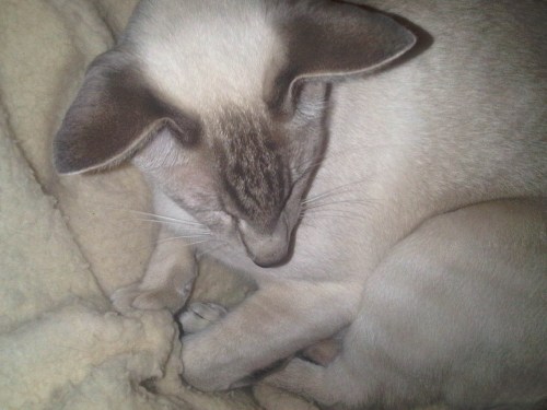 Img02878-20111015-2139