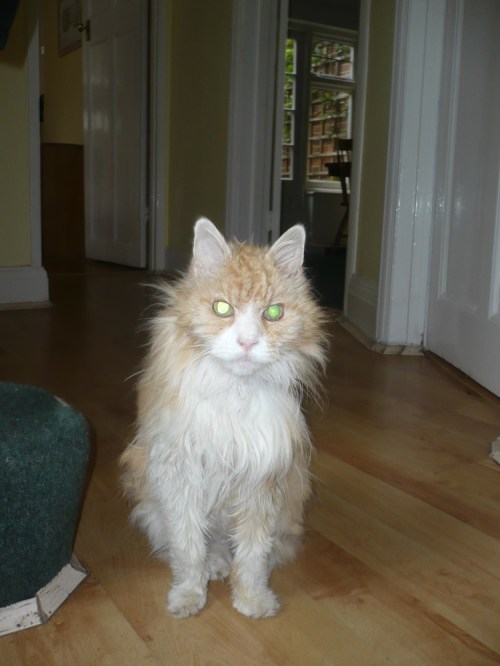 Mr_danny_-_judiths_cat